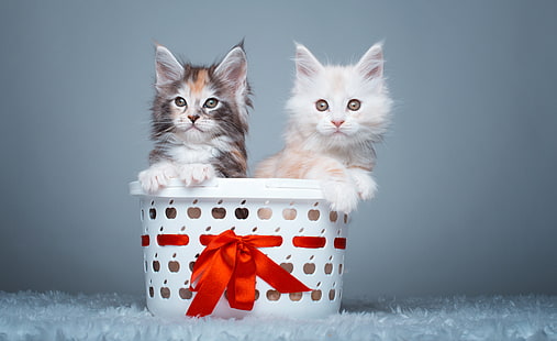 Maine Coon Cats, 4K, lindos gatitos, 5K, Fondo de pantalla HD HD wallpaper