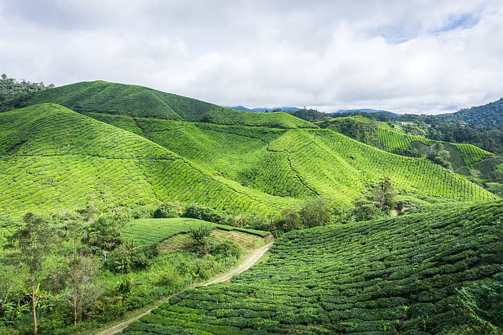green, nature, hill, highland, malaysia, estate, cameron, cameron highland, boh tea plantation, boh tea, HD wallpaper