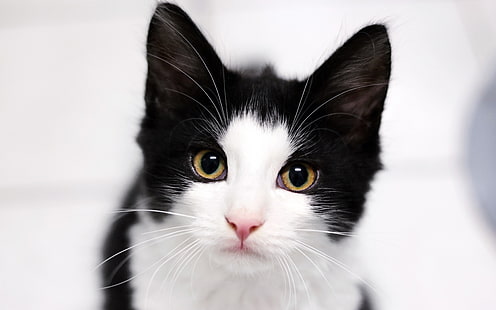 Fotografía de retrato de gato mascota blanco negro, Fondo de pantalla HD HD wallpaper
