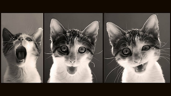 104, gato, gracioso, gruñón, humor, meme, cita, Fondo de pantalla HD HD wallpaper