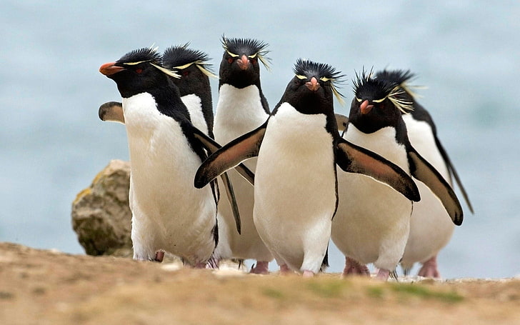 dwa białe i czarne wazony ceramiczne, zwierzęta, pingwiny, ptaki, Tapety HD