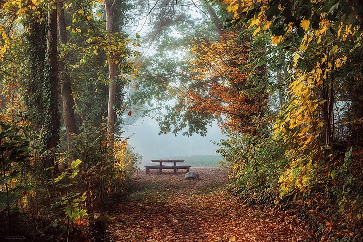 autumn, trees, landscape, nature, fog, table, morning, alley, Radoslaw Dranikowski, HD wallpaper