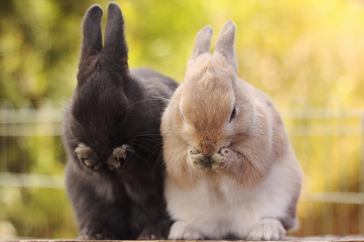animals, rabbits, bunny ears, HD wallpaper