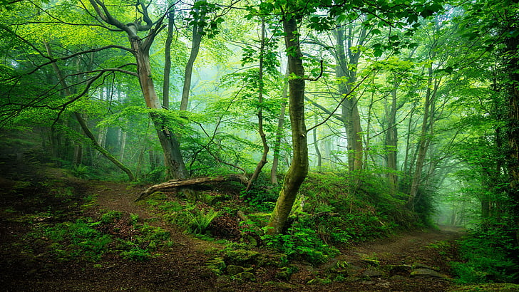 forest, woodland, misty, green forest, path, junction, tree, forest path, HD wallpaper