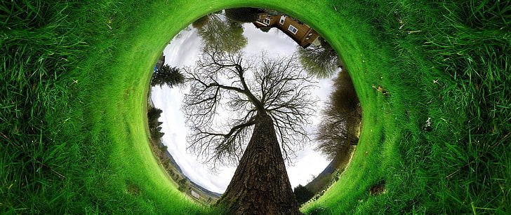corona de estampado de árbol verde y blanco, ultra ancha, fotografía, Fondo de pantalla HD