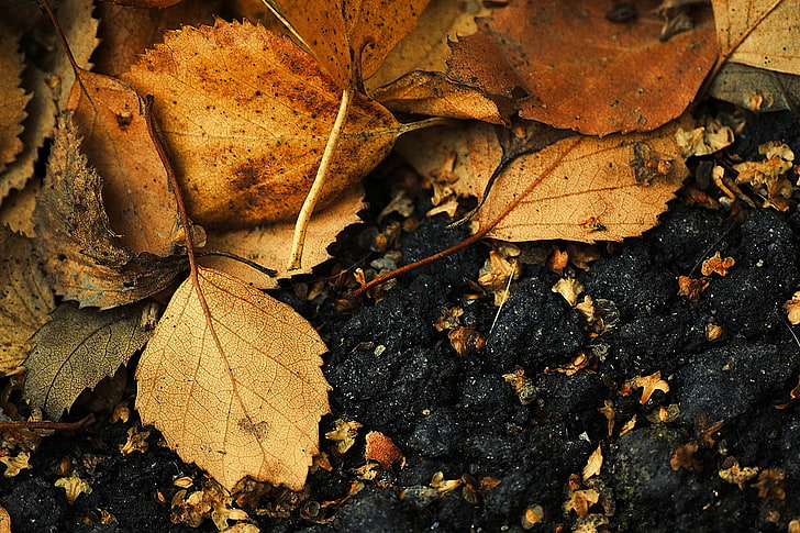 macro, nature, leaves, fallen leaves, fall, HD wallpaper