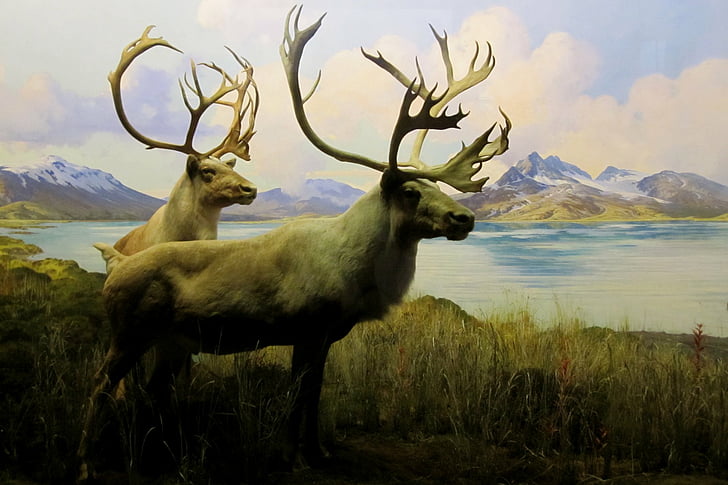 Animal, Caribou, HD wallpaper