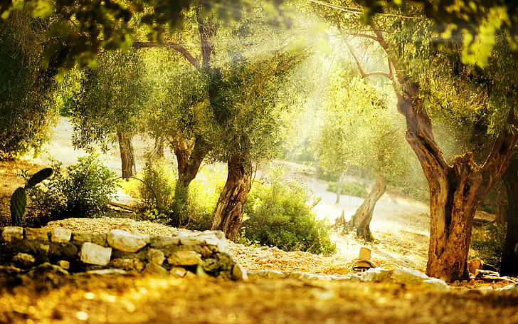 햇빛 나무 HD, 자연, 나무, 햇빛, HD 배경 화면