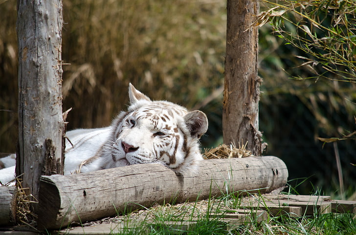 Tiger, weiß, weiße Tiger, Tiere, HD-Hintergrundbild