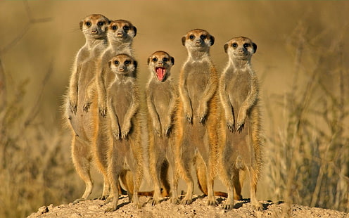 animales, suricatas, Fondo de pantalla HD HD wallpaper