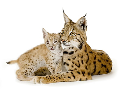 hewan, mamalia, kucing, lynx, Wallpaper HD HD wallpaper