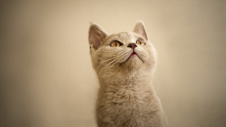 cute cat baby  hd, HD wallpaper