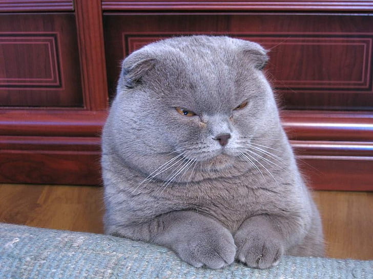 Munchkin Cat, munchkin cat, cute, grumpy, HD wallpaper