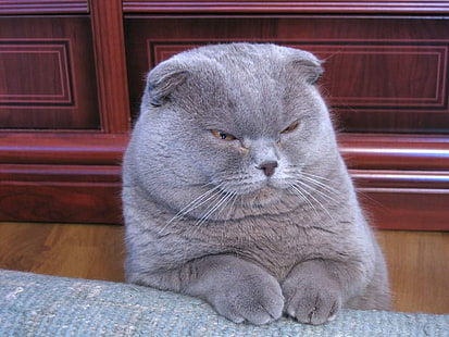 Munchkin Cat, Munchkin Cat, uroczy, zrzędliwy, Tapety HD HD wallpaper