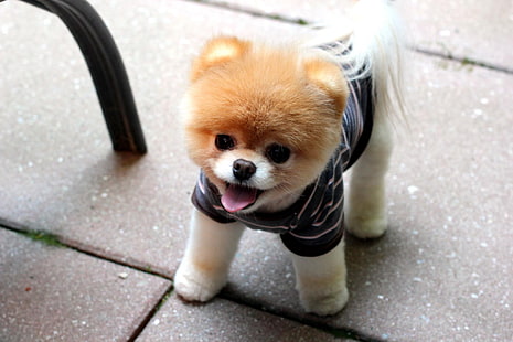 peluche cane marrone e bianco, cuccioli, cane, Pomerania, Boo, Sfondo HD HD wallpaper