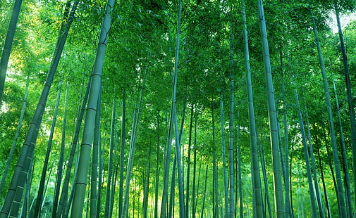 фотография, природа, деревья, бамбук, лес, HD обои HD wallpaper