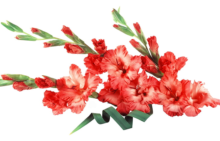 ilustrasi bunga kembang sepatu merah, gladiol, merah, bunga, kuncup, Wallpaper HD