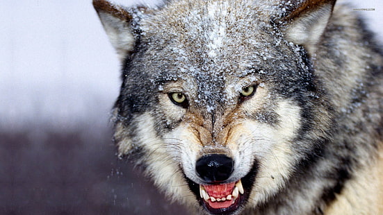 Angry Wolf HD, cane lupo nero e marrone chiaro, Wolf HD, Sfondo HD HD wallpaper