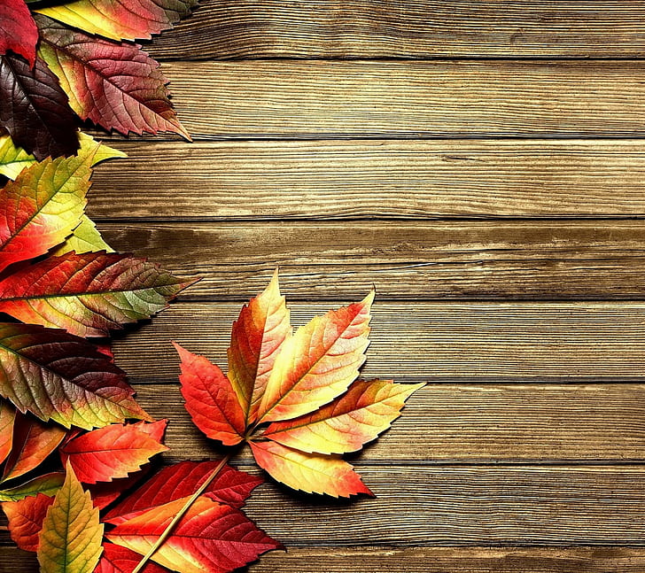 自然、秋、 HDデスクトップの壁紙