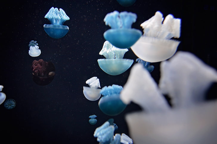 blue and white box jelly fish wallpaper, jellyfish, underwater world, swim, tentacles, HD wallpaper