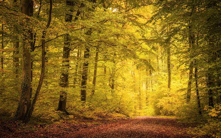 зеленые деревья, зеленый лес в дневное время, природа, пейзаж, осень, путь, деревья, листья, туман, солнечный свет, HD обои