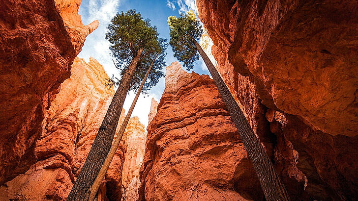 terrain, utah, mountain, navajo, tree, landscape, outcrop, united states, cliff, trees, national park, narrows, geology, formation, sky, canyon, bryce canyon national park, rock, HD wallpaper