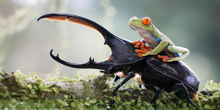 green tree frog, green tree frog on top of elephant stag beetle on top of brown log with moss selective focus photography, nature, animals, frog, depth of field, macro, insect, stags, leaves, branch, Red-Eyed Tree Frogs, amphibian, beetles, HD wallpaper