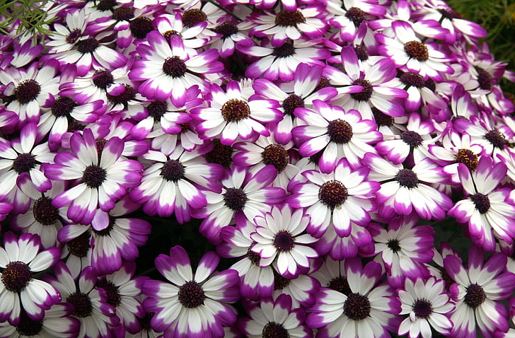 white-and-purple petaled flowers, cineraria, flowers, bright, colorful, petals, HD wallpaper