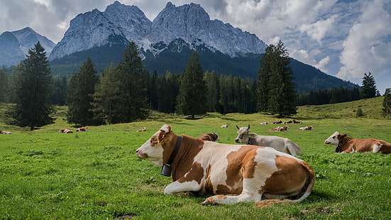las, góry, krowa, krowy, pastwisko, łąka, byki, stado, Tapety HD HD wallpaper
