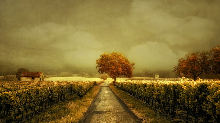 Through the Vineyard, Through the Vineyard, vineyard road, Nature Hd, HD wallpaper