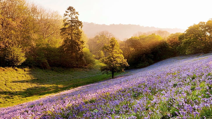 Lavenders On A Sunny Hill, Bäume, Hügel, Blumen, Natur und Landschaften, HD-Hintergrundbild