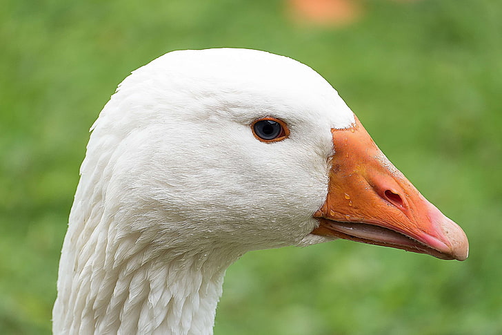 animal, bird, close up, goose, macro, white, HD wallpaper