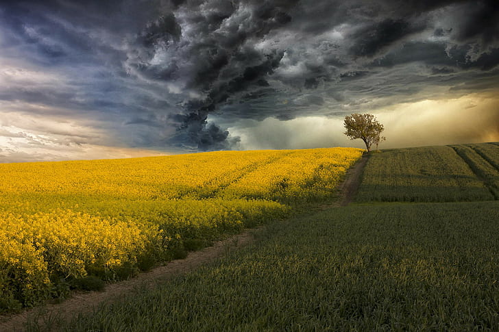 Filed with canola, field, canola, corn, storm, clouds, tree, HD wallpaper