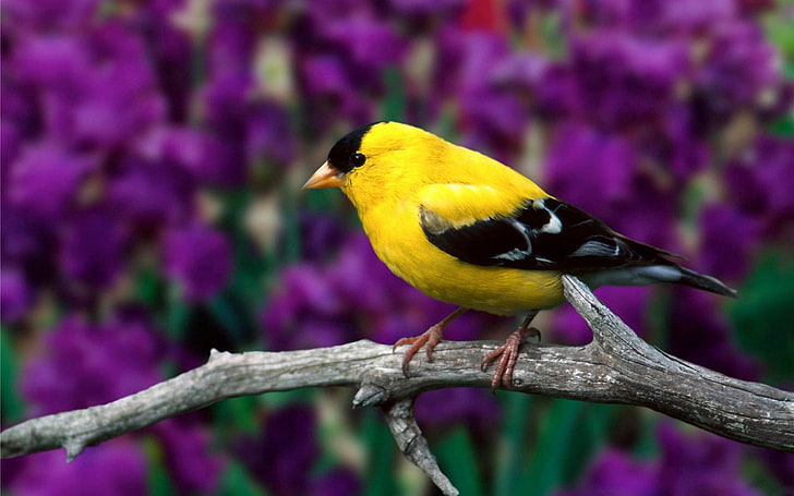 pájaro amarillo y negro, jilguero americano, pájaro, rama, flores, hojas, color, Fondo de pantalla HD