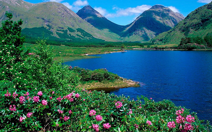 flores rosadas, montañas, lago, flores, laderas, verdes, hierba, verano, Fondo de pantalla HD