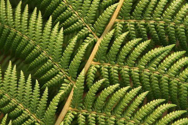 green leaf, plant, plant, Plant, green leaf, textures, green  leaves, high-resolution, bies, industries, tree  fern, lamium, lavender, buxus, chamomile, lush, luscious, healthy, nature, natural  environment, outdoors, outside, garden, high resolution, fern, leaf, green Color, close-up, frond, backgrounds, macro, pattern, freshness, growth, botany, HD wallpaper