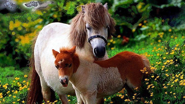 horse, miniature horse, foal, pony, mane, grass, mare, HD wallpaper