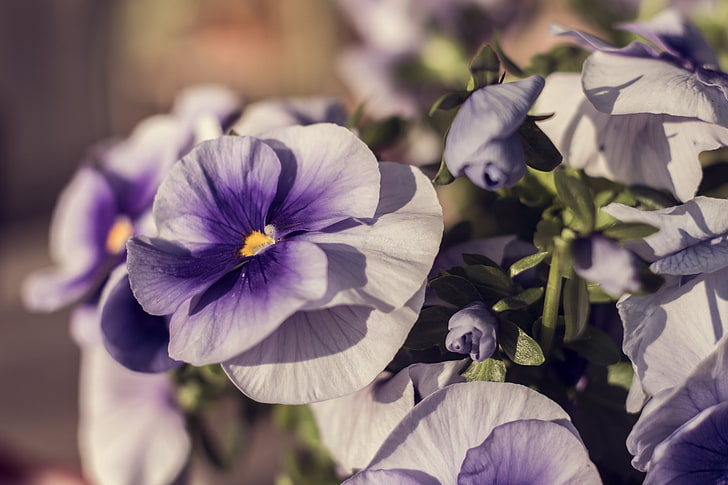 bunga banci putih dan ungu, violet, bunga, kelopak, Wallpaper HD