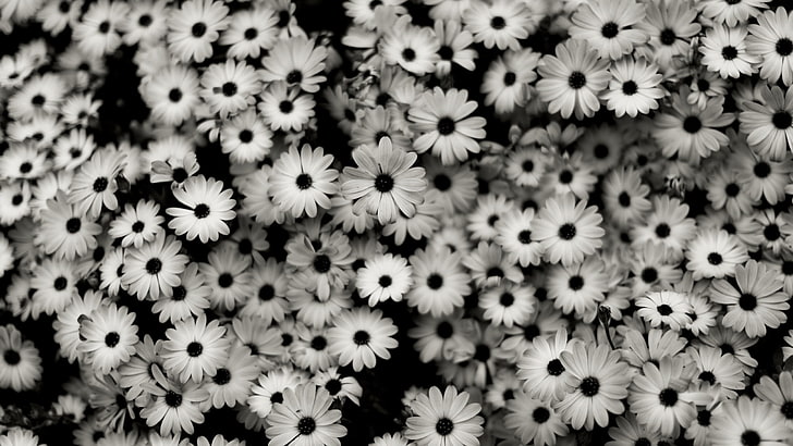osteospermum blommor, svart vit, blommor, grå, prästkragar, HD tapet