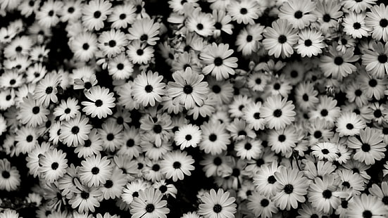 цветы остеоспермум, черно белые, цветы серые, ромашки, HD обои HD wallpaper
