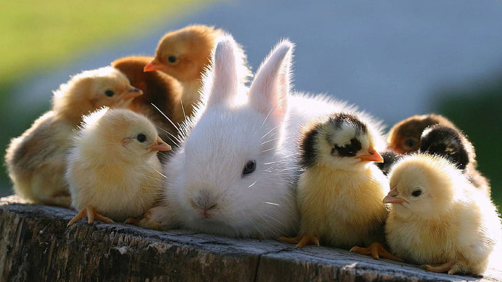 น่ารักอีสเตอร์ทารกกระต่ายเจี๊ยบกระต่ายลูกไก่, วอลล์เปเปอร์ HD