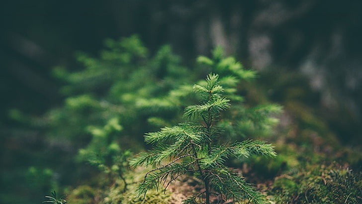 green leafed plant, selective focus photography of green leaf plant, spruce, macro, blurred, nature, HD wallpaper