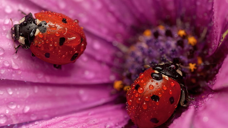 iki kırmızı ladybugs, ladybugs, su damlaları, böcek, çiçekler, pembe çiçekler, HD masaüstü duvar kağıdı