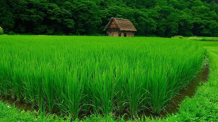 природа пейзаж зеленая вода деревья дом лес трава поле растения рисовые поля, HD обои