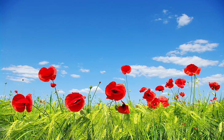 Langit, awan, bidang bunga, padang rumput, bunga poppy merah, langit, awan, bunga, bidang, padang rumput, merah, bunga poppy, Wallpaper HD