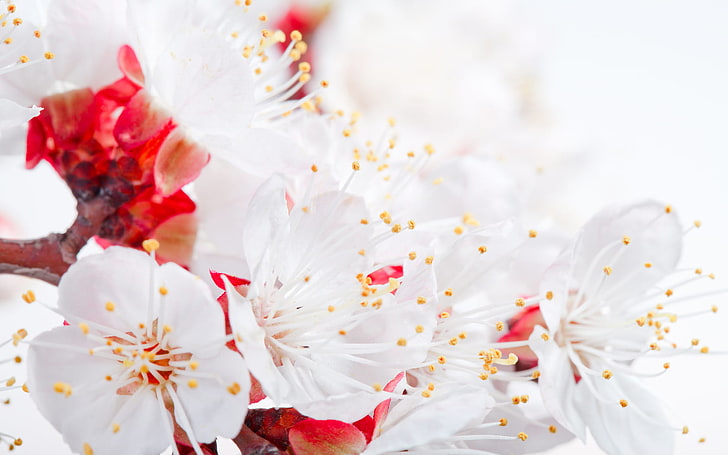Spring Apple Blossom Branch, white and red flowers, Nature, Flowers, red, flower, branches, white, apple, HD wallpaper