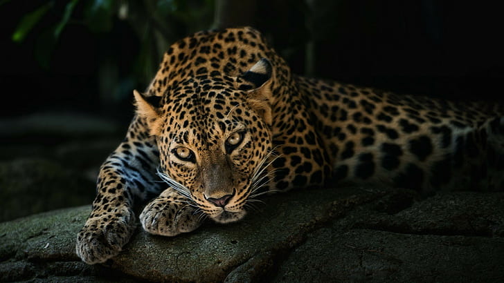 zwierzęta, 2560x1440, jaguar, czarny jaguar, samochody jaguara, samochód jaguara, Tapety HD
