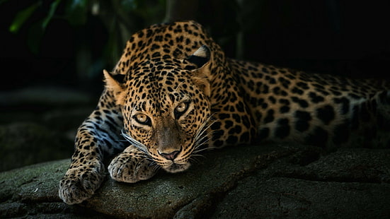 hayvanlar, 2560x1440, jaguar, siyah jaguar, jaguar arabalar, jaguar araba, HD masaüstü duvar kağıdı HD wallpaper