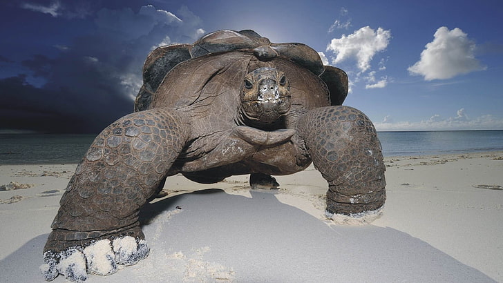 black tortoise, turtle, animals, beach, sea, HD wallpaper