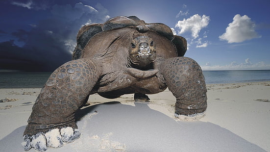 schwarze Schildkröte, Schildkröte, Tiere, Strand, Meer, HD-Hintergrundbild HD wallpaper